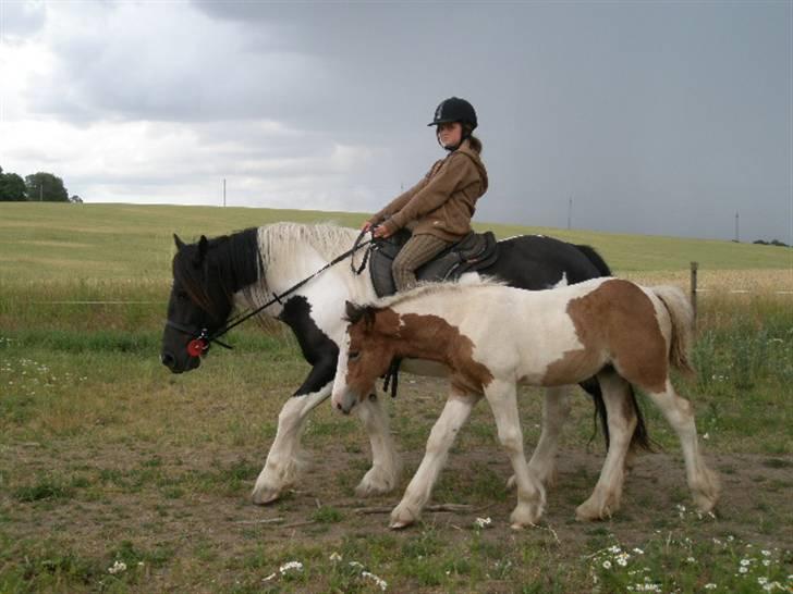 Irish Cob Bundolo's Zaphira - med mor på tur billede 6