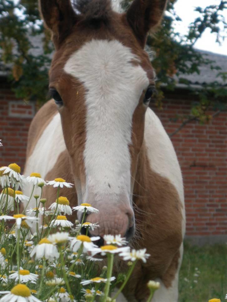 Irish Cob Bundolo's Zaphira - hej  billede 7