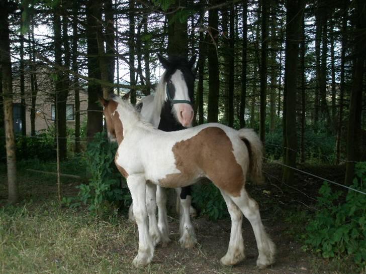 Irish Cob Bundolo's Zaphira - Mig og min søster billede 8
