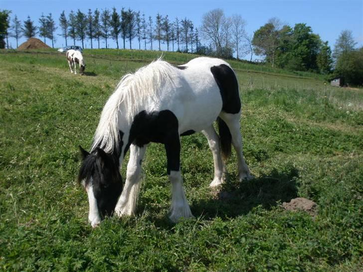 Irish Cob Bundolo's Indira billede 6