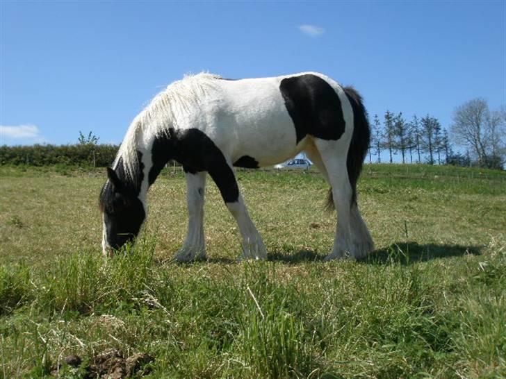Irish Cob Bundolo's Indira billede 7