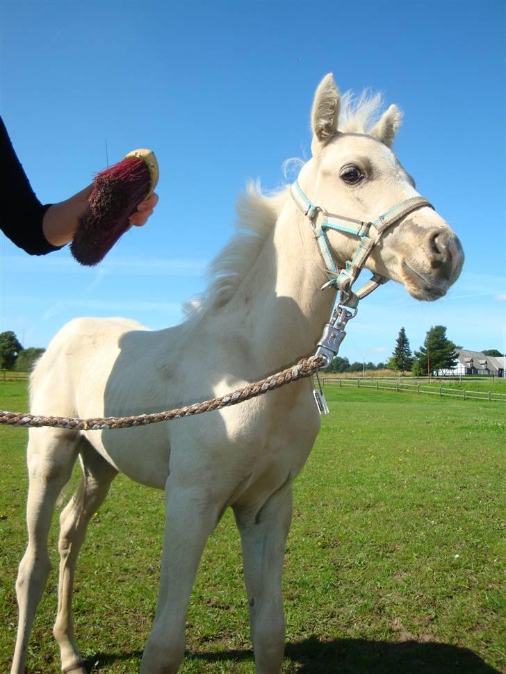 DSP Palermo - SOLGT billede 9