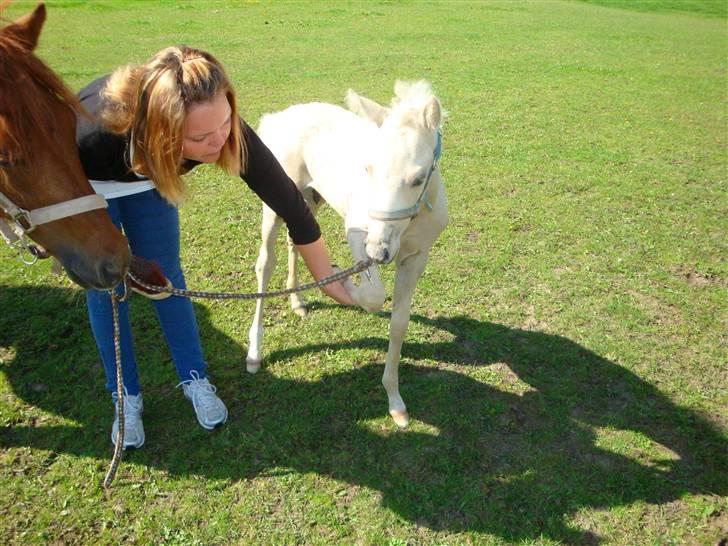 DSP Palermo - SOLGT - jeg kan sagtens løfte forben ;) billede 10