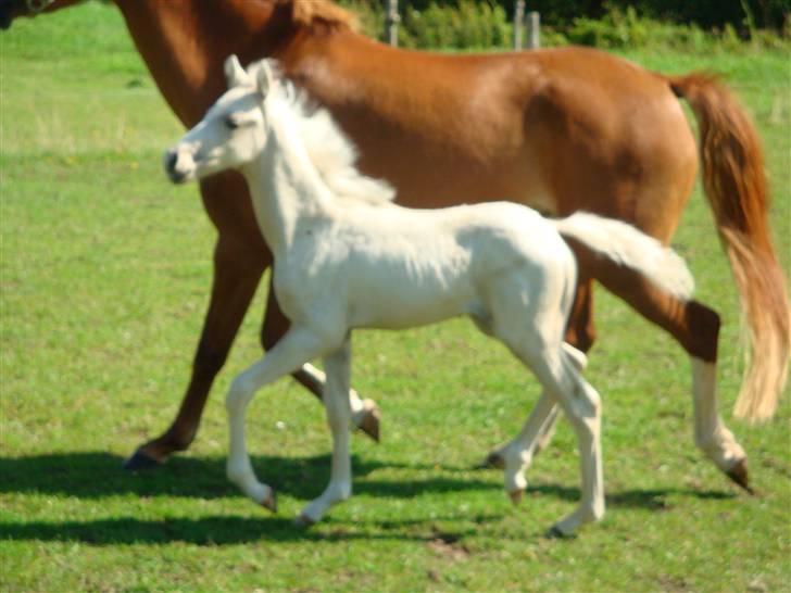 DSP Palermo - SOLGT billede 11