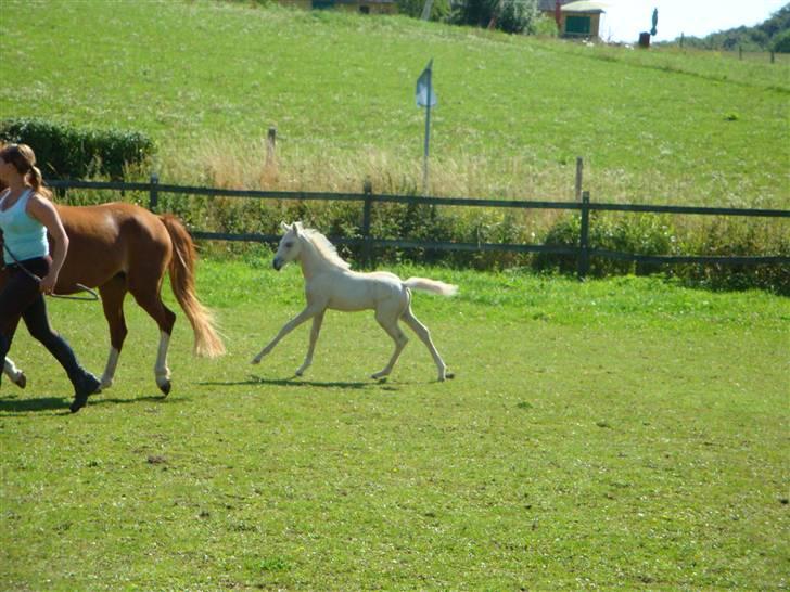 DSP Palermo - SOLGT billede 12