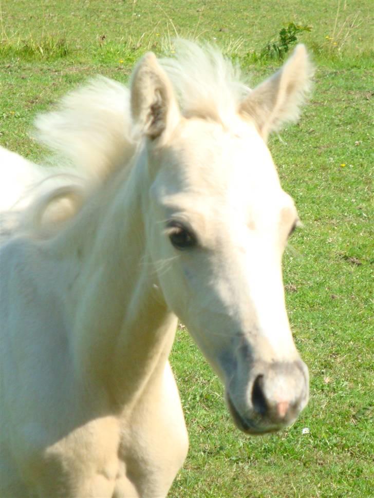 DSP Palermo - SOLGT billede 13