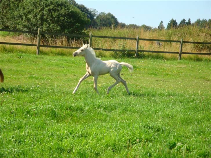 DSP Palermo - SOLGT billede 14