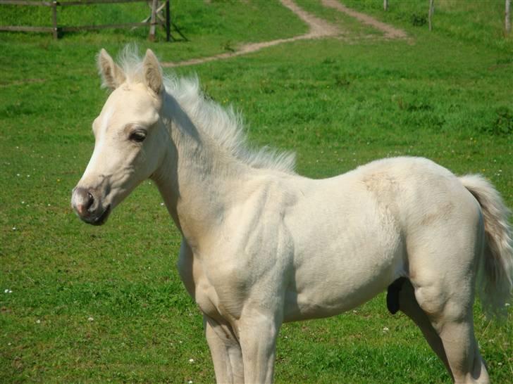 DSP Palermo - SOLGT billede 16