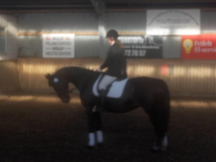 Dansk Varmblod Rafinett - Vores første stævne i Roager 08 billede 10