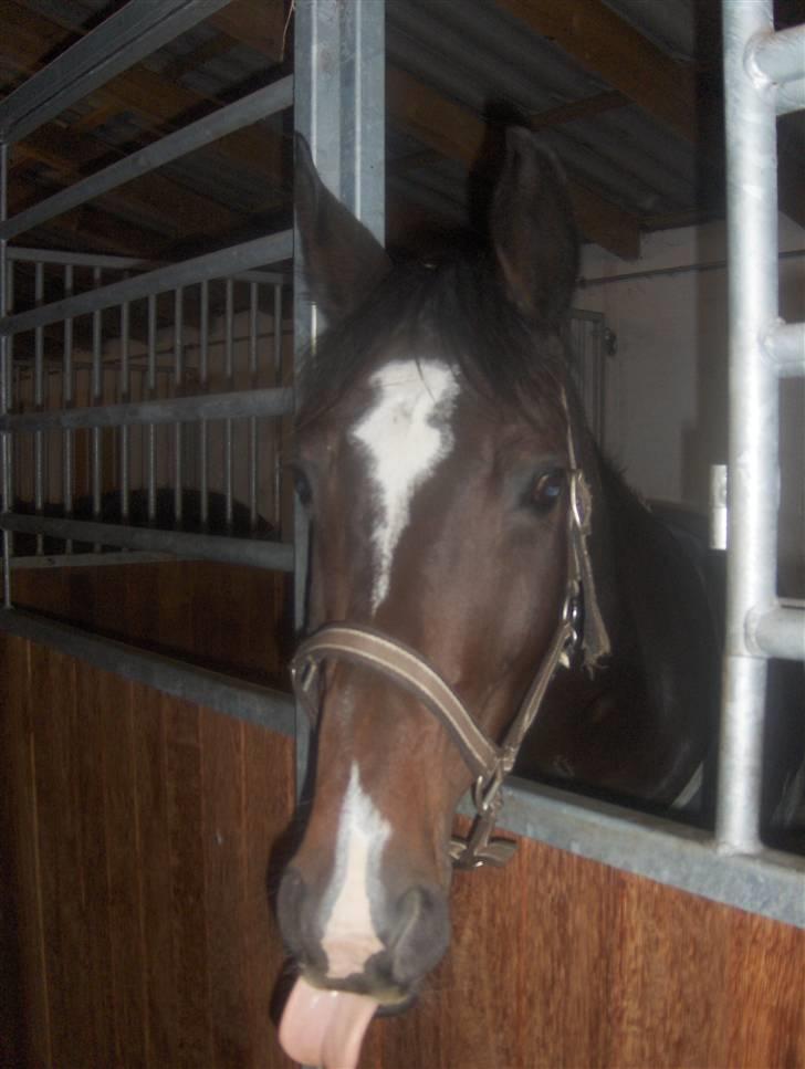 Dansk Varmblod Rafinett - Så tag et billed nu!!  billede 11