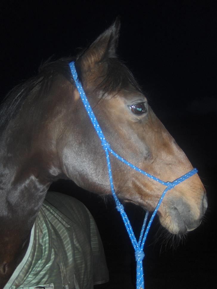 Dansk Varmblod Rafinett - Vi hygger  billede 12