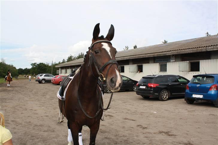 Dansk Varmblod Rafinett billede 13