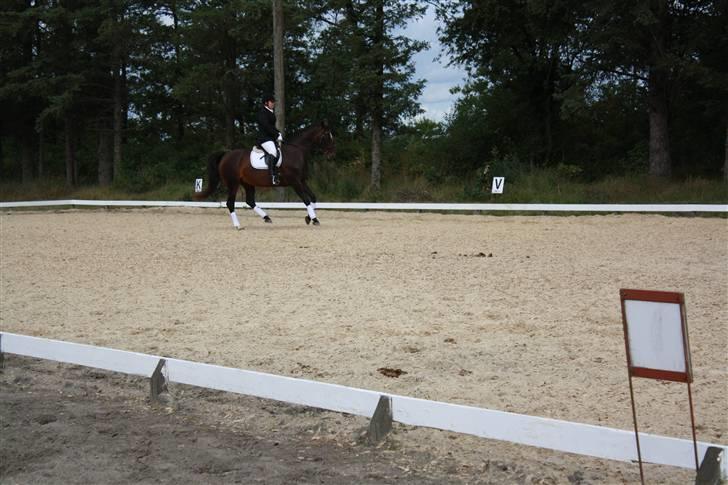 Dansk Varmblod Rafinett - Vores første undervisning ved Heidi Hoffmann billede 14