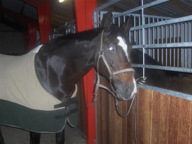 Dansk Varmblod Rafinett - Efter endt ridning så er der lige plads til lidt hygge :D billede 15