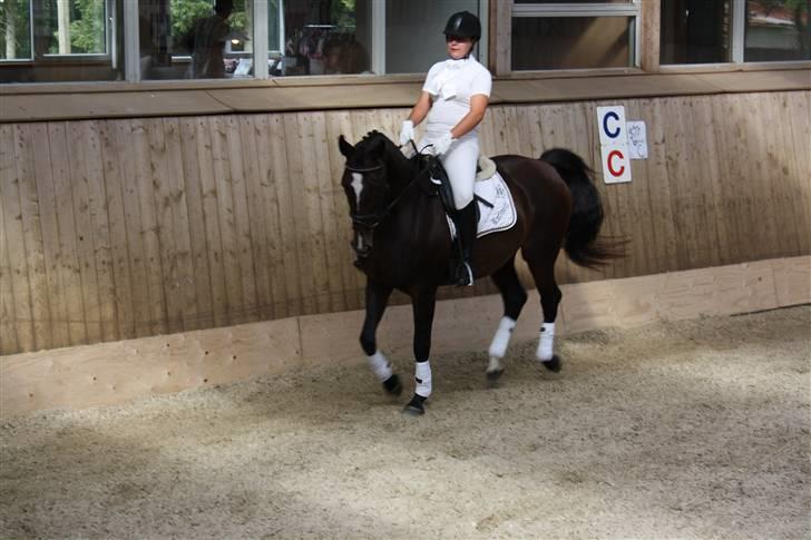 Dansk Varmblod Rafinett - opvarming til stævne i Bramminge :) red la1 og la2 billede 16