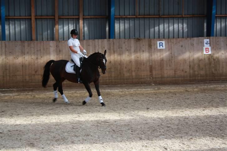 Dansk Varmblod Rafinett billede 17