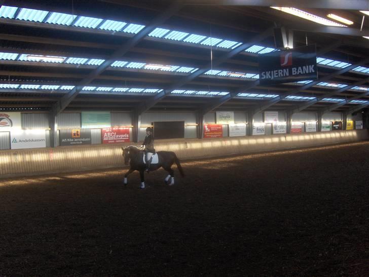 Dansk Varmblod Rafinett - Stævne i Roager vores første :D billede 19