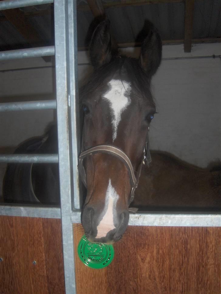 Dansk Varmblod Rafinett billede 20