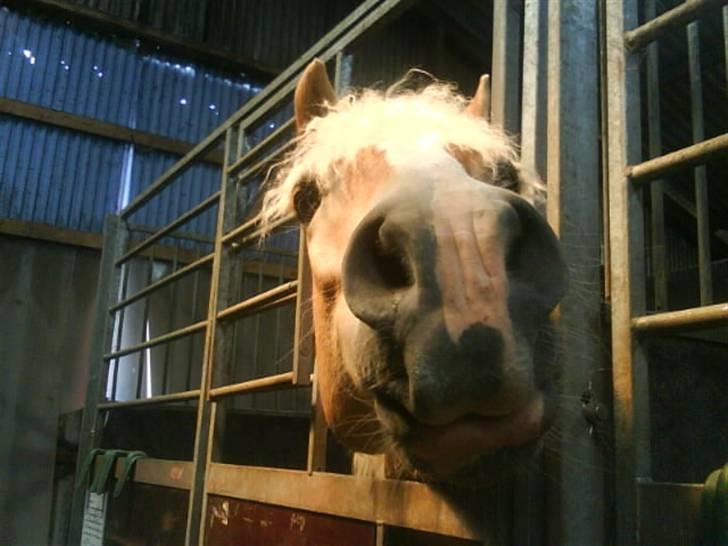 Haflinger Amigo  - Da han stog i boks, for at vente på smeden til at få nye sko på. billede 2