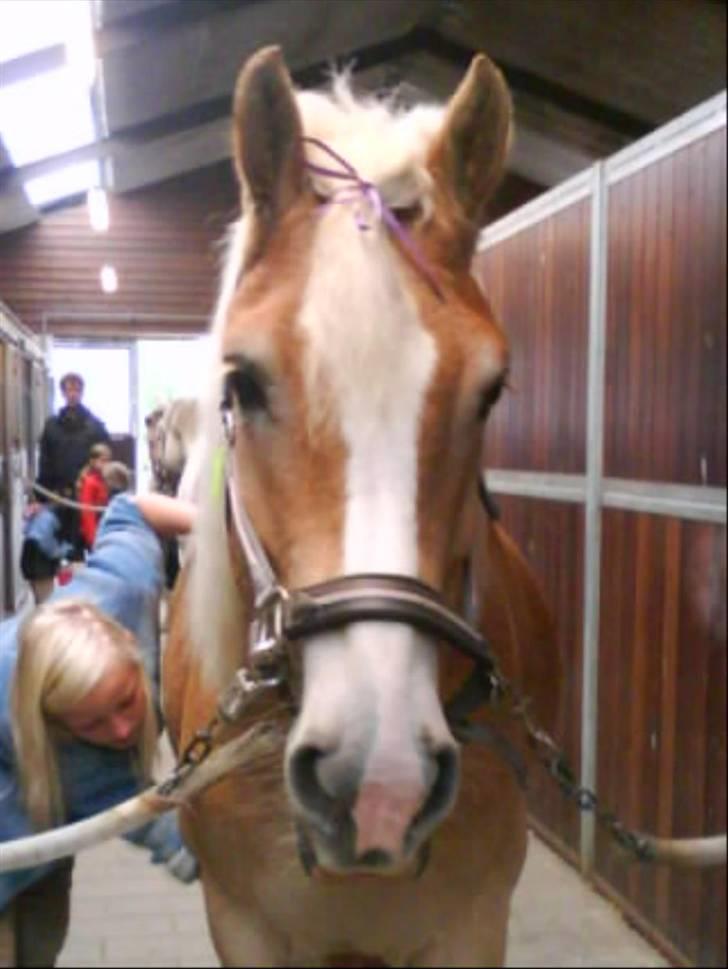 Haflinger Amigo  - Han har øje på hesten overfor som får sliksten.. billede 4