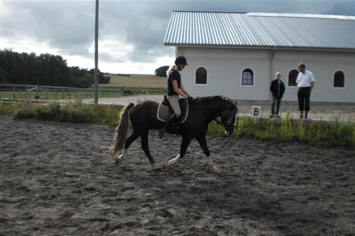 Welsh Cob (sec D) Fronerthig Prince Teyrnon - Prince og jeg traver af efter en god ridetur :) billede 17