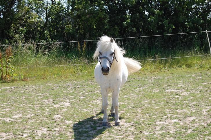 Anden særlig race Obelix - 1. Velkommen til Obelix´s profil <3 Her så obber mand lige på folden :D billede 1