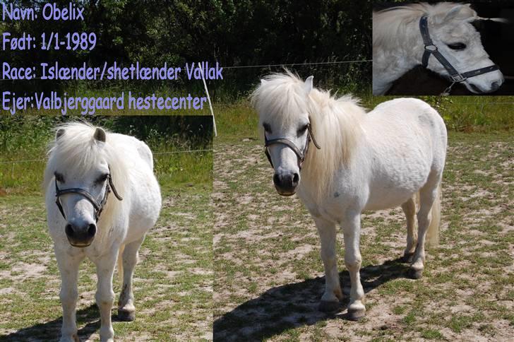 Anden særlig race Obelix - 2. Obelix´s navne skildt :D <33 hihi billede 2