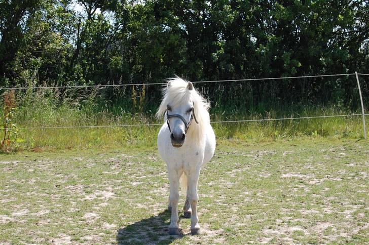 Anden særlig race Obelix - 3. Obber manden på folden <3 billede 3