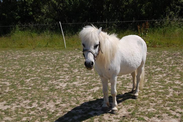 Anden særlig race Obelix - 5. obelix er en ad de søde islænder/shetlænder<3 billede 5