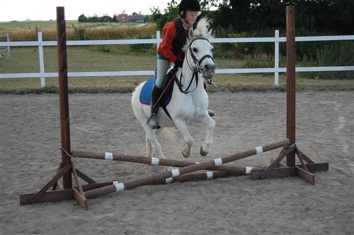 Anden særlig race Obelix - 11. obelix det er sår sjovt <3 billede 11