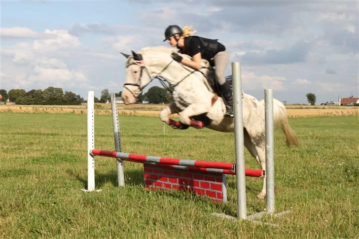 Anden særlig race Karpaccio *Byttet* billede 11