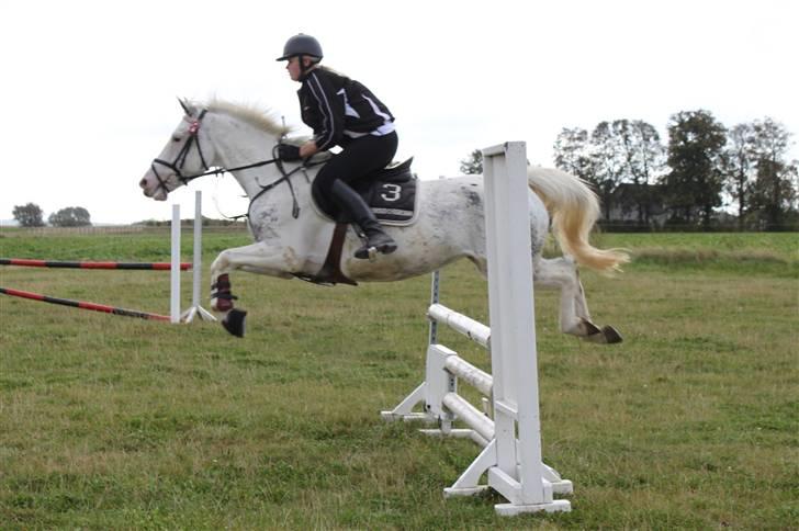 Anden særlig race Karpaccio *Byttet* billede 12