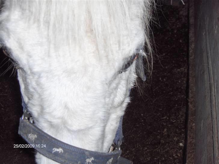 Anden særlig race Obelix - 14. obelix inden for <3 billede 14