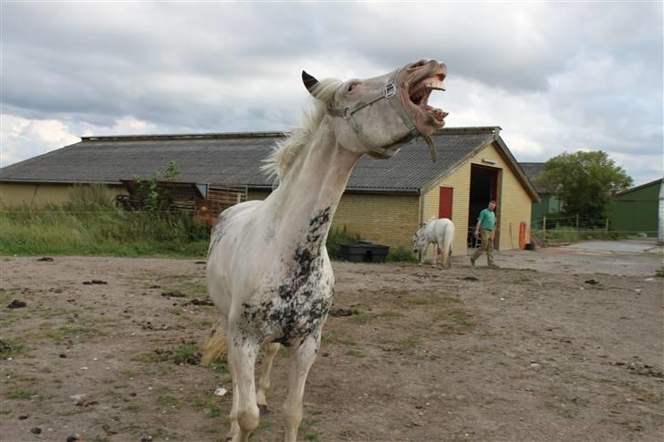 Anden særlig race Karpaccio *Byttet* billede 13