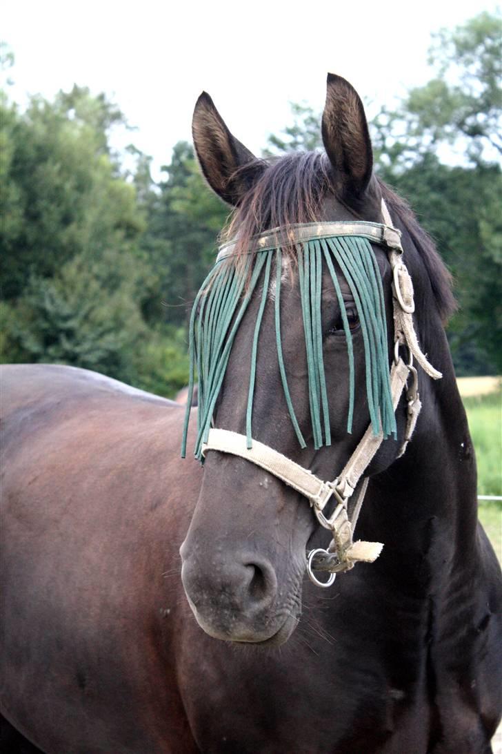 Oldenborg Dea gammel part.  - Velkommen til Dea´s profil <3 billede 1