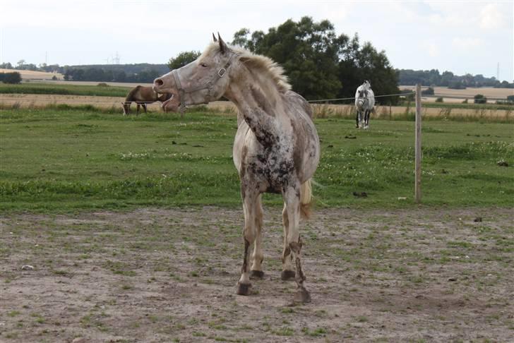 Anden særlig race Karpaccio *Byttet* billede 15