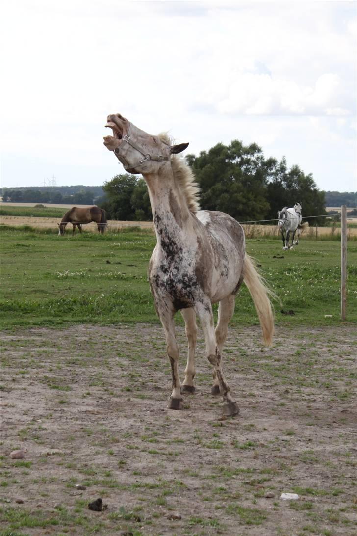 Anden særlig race Karpaccio *Byttet* billede 16