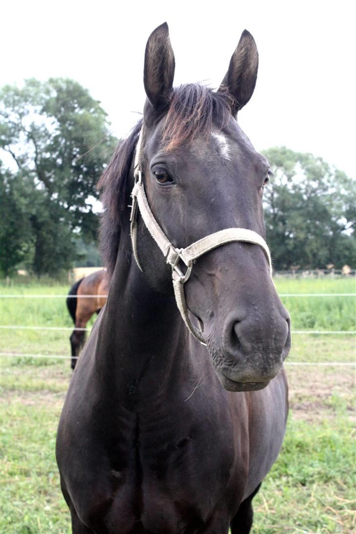 Oldenborg Dea gammel part.  - Dea på fold <3 billede 2