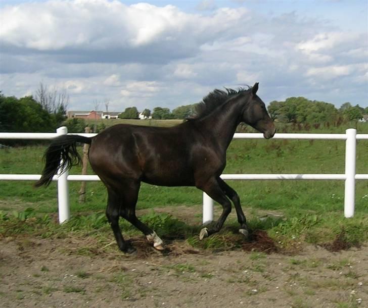 Dansk Varmblod Aspecada - 2 år, sommer 09 billede 2