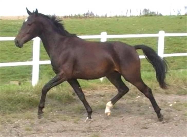 Dansk Varmblod Aspecada - 2 år, sommer 09 billede 4