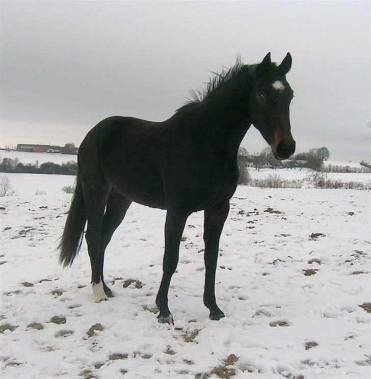 Dansk Varmblod Aspecada - januar 2010 billede 5