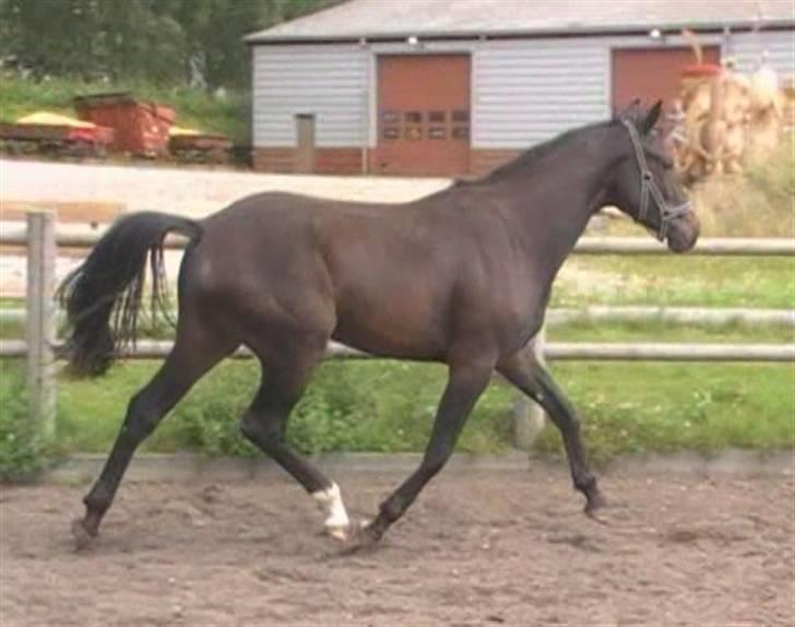 Dansk Varmblod Aspecada - 2 år, sommer 09 billede 6
