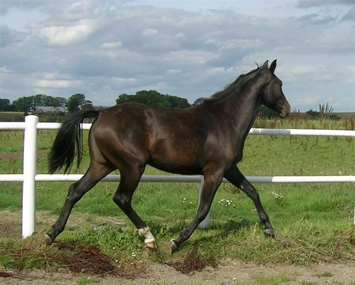 Dansk Varmblod Aspecada - 2 år, sommer 09 billede 8