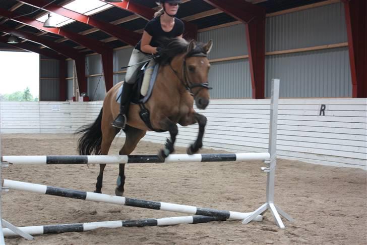 Anden særlig race Højgårdens Bella billede 4