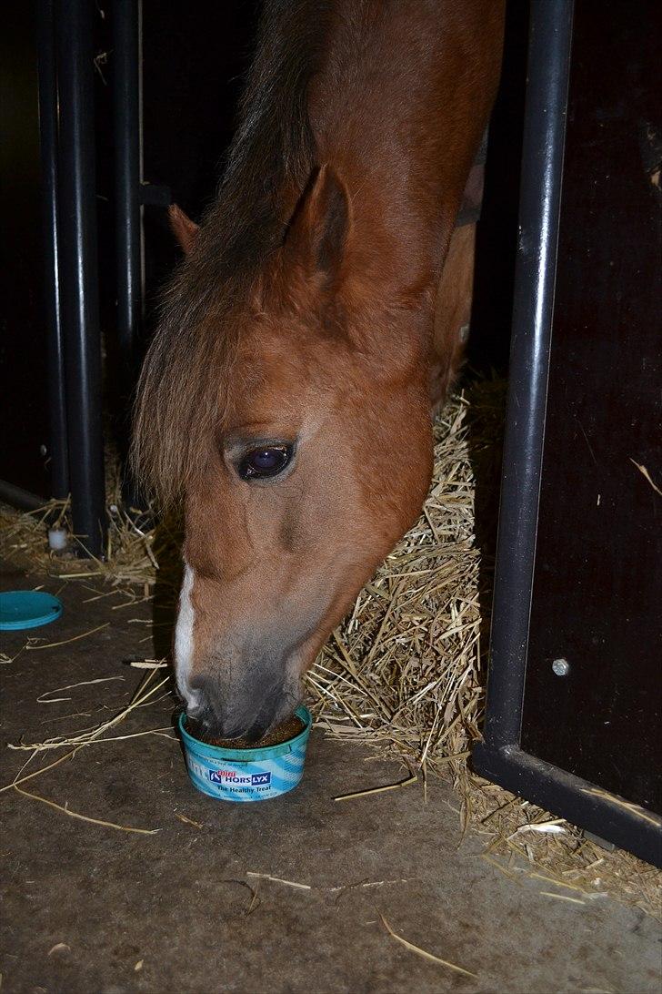 Welsh Pony (sec B) Hedebo's Cindi - Cindi får guf på sin fødselsdag :-) billede 13