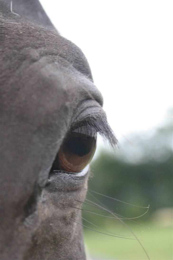 Oldenborg Dea gammel part.  - Smukke Dea´s øje hehe  billede 4