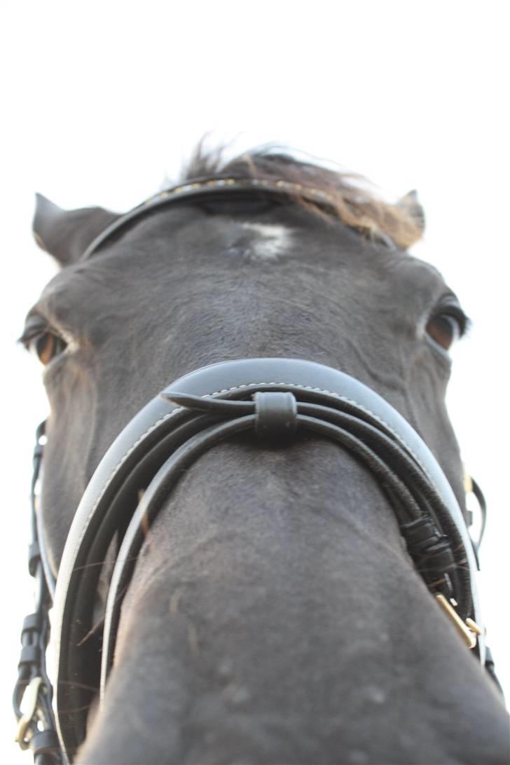 Oldenborg Dea gammel part.  - hehe min dea <3 billede 5