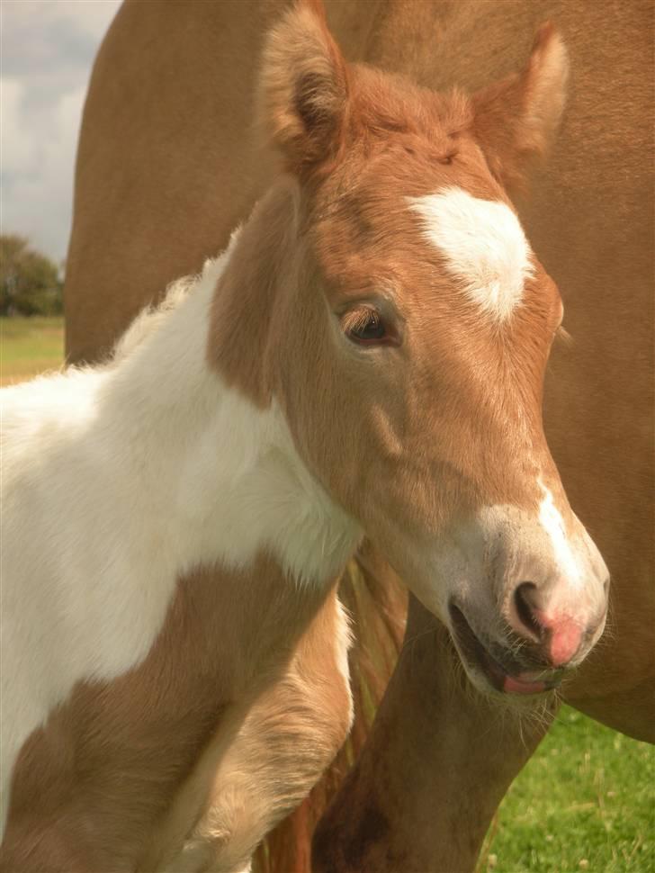 Anden særlig race Scirocco - D. 12. august 2009 - Flot fyr hva´??? (; billede 1