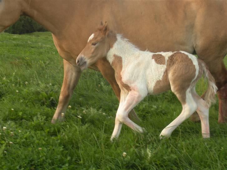 Anden særlig race Scirocco - D. 12. august 2009 - Kl. 07.45, så han er ikke ret gammel her (: billede 2