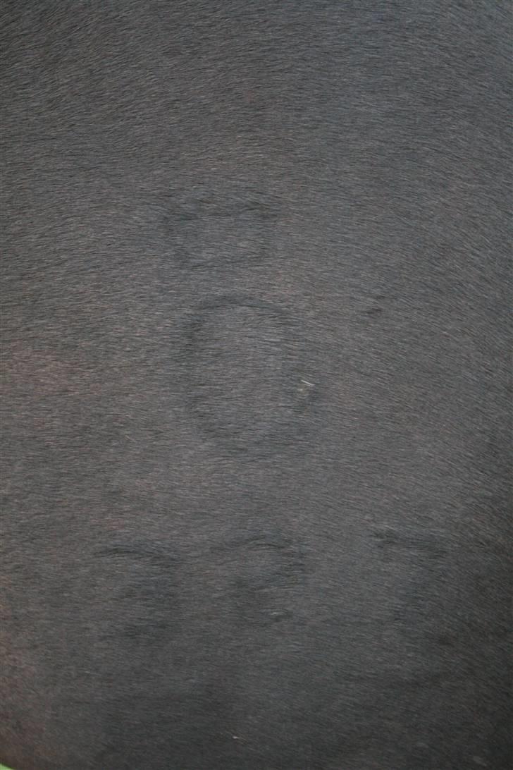 Oldenborg Dea gammel part.  - hendes brandmærke <3 billede 7